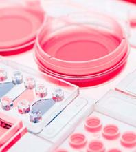 Evolución Biorreactor