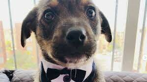 Biorreactores en la prevención de la rabia