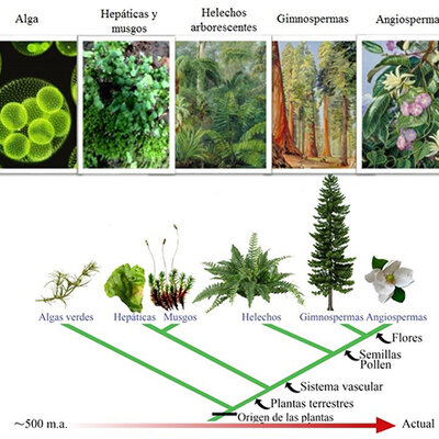Timeline: TEORIAS DEL ORIGEN DE LA ENFERMEDAD DE LAS PLANTAS