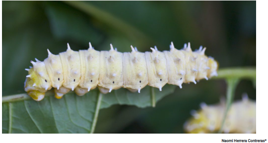 LA TEORÍA MICROBIANA