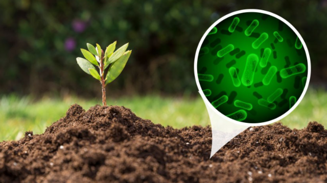 LA TEORÍA MICROBIANA SIN PASTEUR Y KOCH