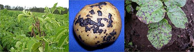 La teoría microbiana sin Pasteur y Koch.