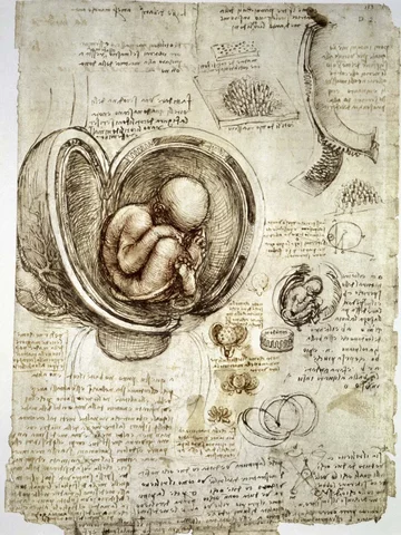 Dibujos de Anatomía