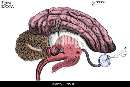 Modelo Mecánico del Cuerpo Humano