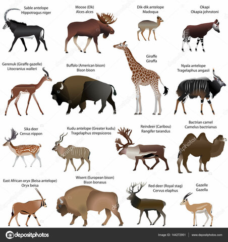 Sistema de Clasificación