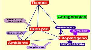 La traida de nefermedad en la fitop en la fitopatologia