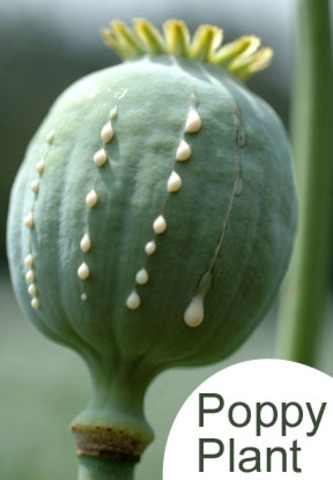 International Opium Treaty Signed