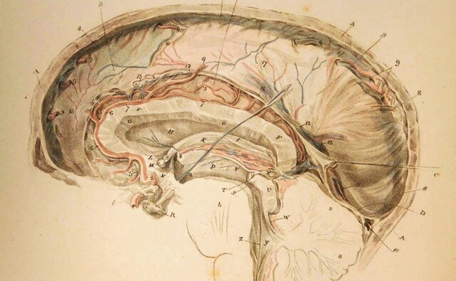 Neuroanatomía
