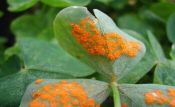 LA TRIDA DE LA  ENFERMEDAD EN FITOPATOLOGIA