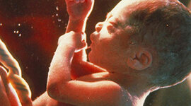 Timeline: Desarrollo Prenatal