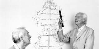 DNA identified as a double helix