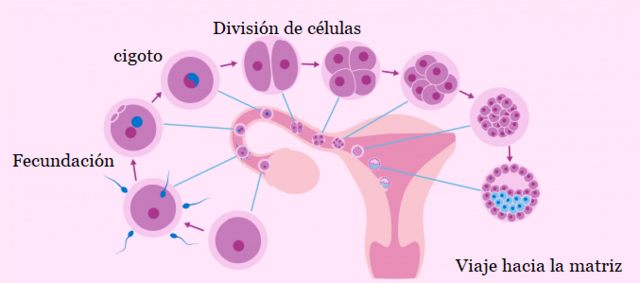 Viaje hacia la matriz