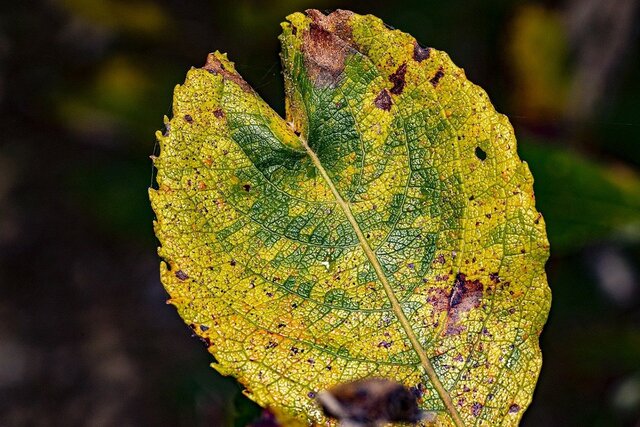 LA TEORÍA CÓSMICA O SIDERAL