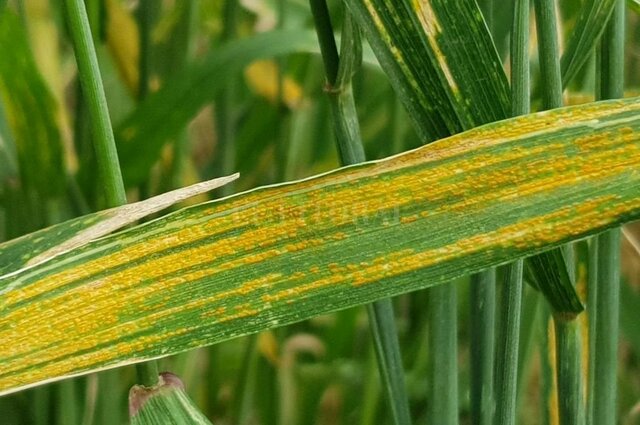 LA ENFERMEDAD Y LA RELIGIÓN