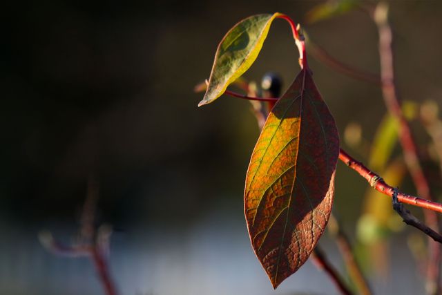 Zero's son, Zeno, is born and then redacted