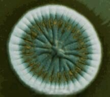 Fermentación sumergida aeróbica