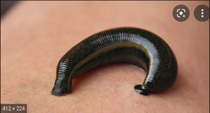 3000 BC – 300 BC  Ancient Egyptians