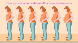 Timeline: Desarrollo prenatal, de 0 a 42 semanas de maravilla humana