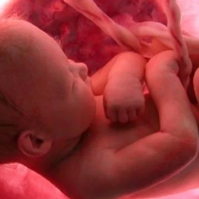 Timeline: Etapas del desarrollo prenatal