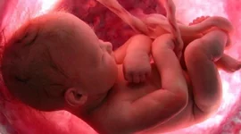 Timeline: Etapas del desarrollo prenatal