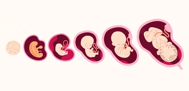 Desarrollo fetal