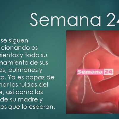 Timeline: DESARROLLO PRENATAL