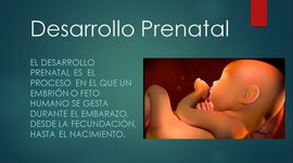 Timeline: DESARROLLO PRENATAL