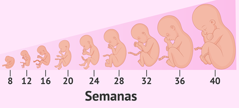 PERIODO FETAL