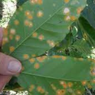 Timeline: Línea del tiempo fitopatología _ Roberto Girata