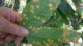 Timeline: Línea del tiempo fitopatología _ Roberto Girata