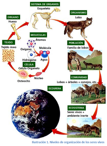 Diversidad de seres vivos