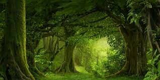 Medio ambiente Cuernavaca