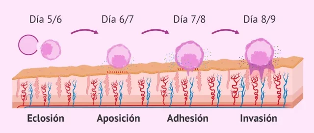 Implantacón del embrión. Hora 4 a día 9