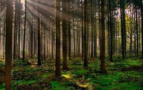 Permanece protección de áreas naturales en Morelos