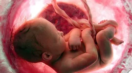 Timeline: DESARROLLO PRENATAL