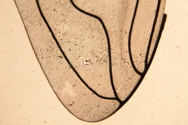 Difusión del concepto en la comunidad científica.