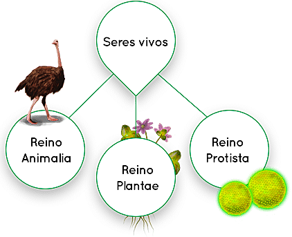 Sistema de tres reinos