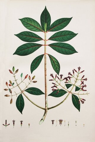 Exportación de café, quina y tabaco