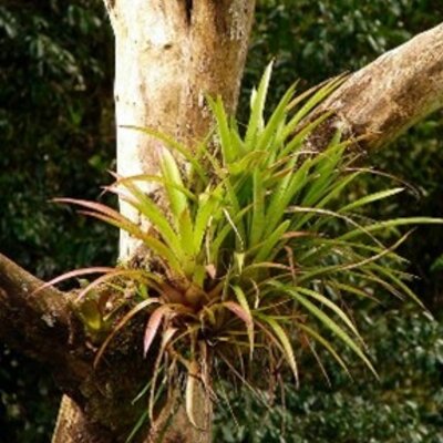 Timeline: TEORIAS DEL ORIGEN DE LA ENFERMEDAD EN LAS PLANTAS