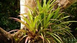 Timeline: TEORIAS DEL ORIGEN DE LA ENFERMEDAD EN LAS PLANTAS