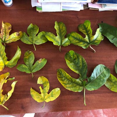 Timeline: Teoría microbiana de la enfermedad