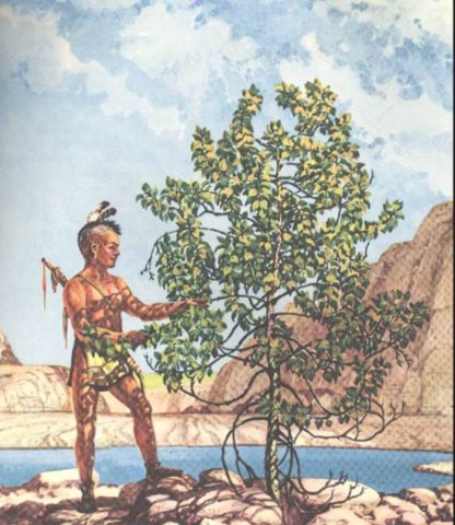 Tree in the Trail Cottonwood