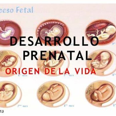 Timeline: -LINEA DE TIEMPO- DESARROLLO PRENATAL
