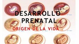 Timeline: -LINEA DE TIEMPO- DESARROLLO PRENATAL