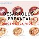 Desarrollo prenatal