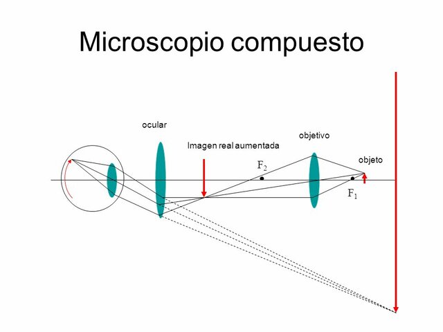 Partes del microscopio: objetivo y ocular
