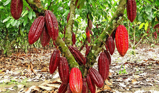 Agricultura en Aracataca