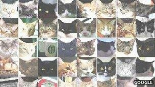 5-Detecção de vídeos de gato.