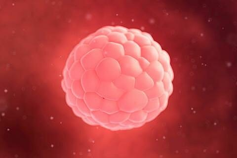 SEMANA 1     Germinal