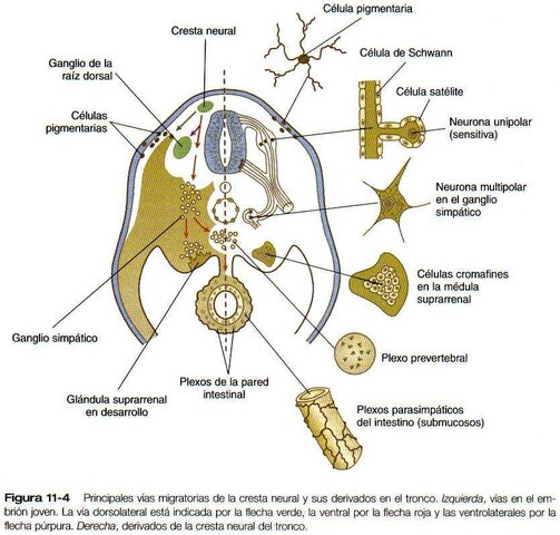 Desarrollo Mental Ontogenético